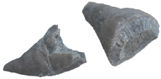 Horn Coral
