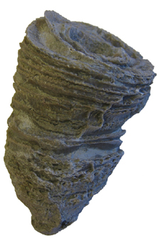 Horn Coral