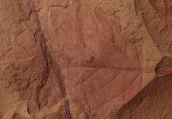 Picture of Leaf Imprint