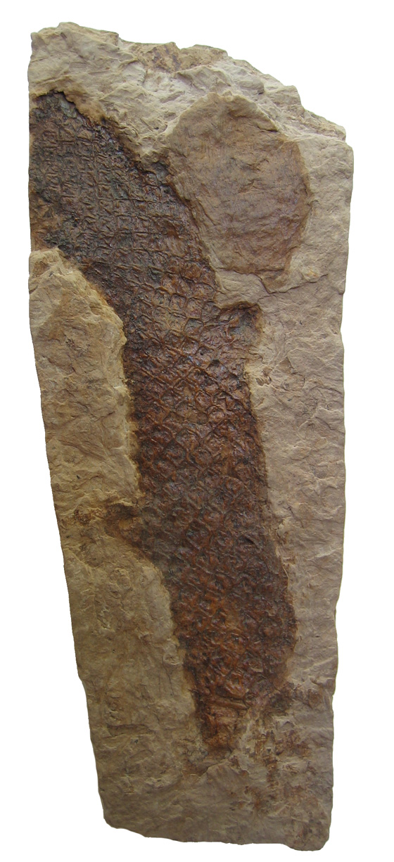 Lepidodendron