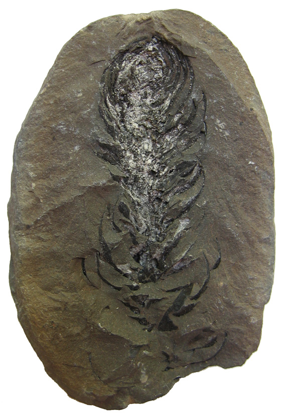 Lepidostrobus