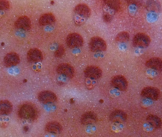 Close-up of Palmoxylon 