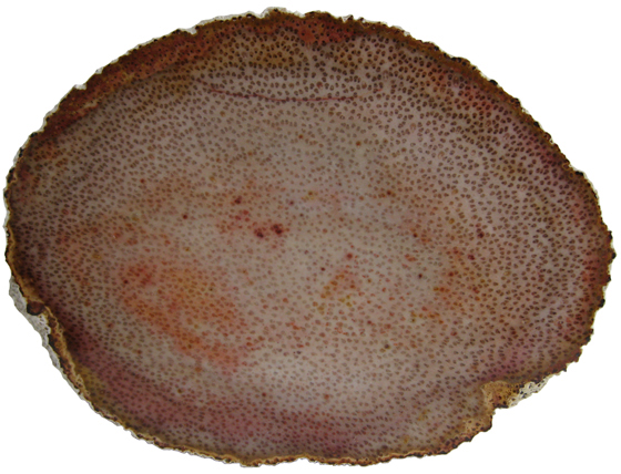 Palmoxylon