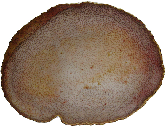 Palm Fiber