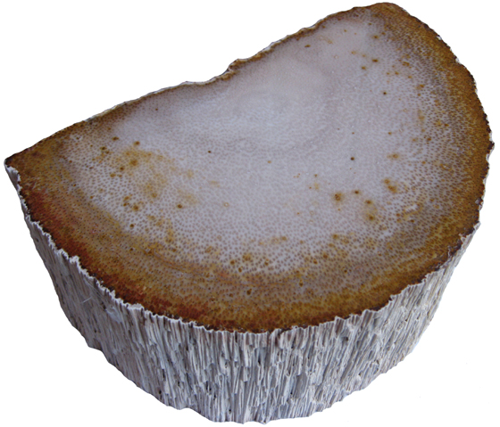 Petrified Palm Wood