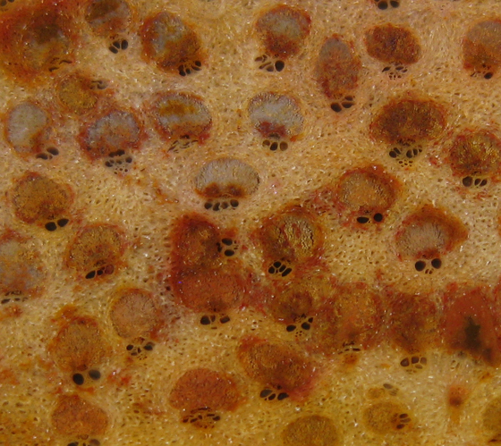 Palm Cross-Section