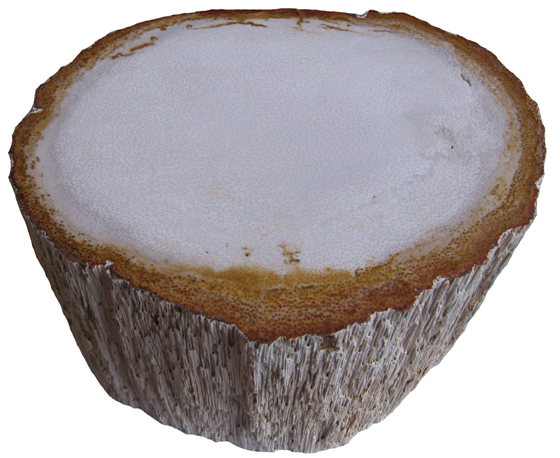 Fossil Palm Trunk