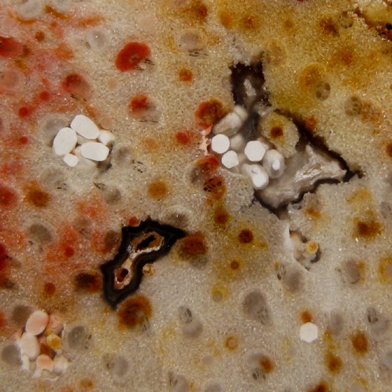 Fossil Coprolites