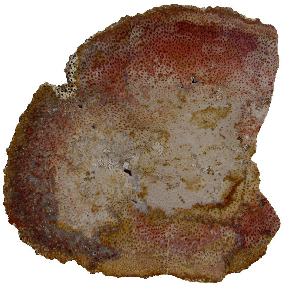 Palmoxylon Fiber