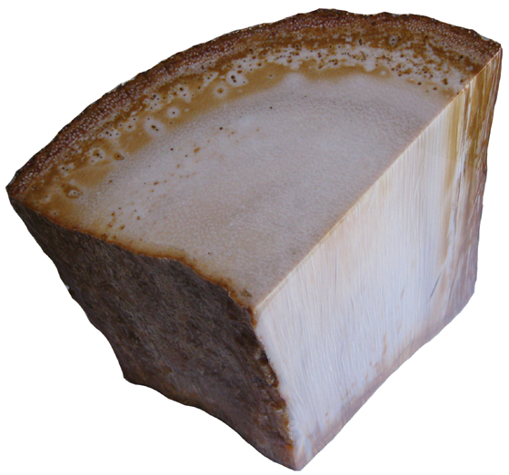Petrified Palm Wood