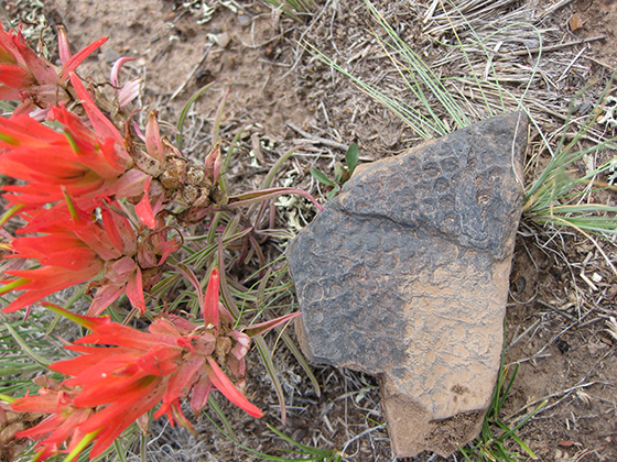 Lycopod Bark Impression