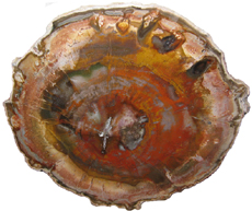 Araucarioxylon