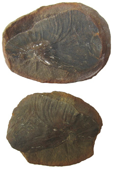 Fern in Siderite Nodule