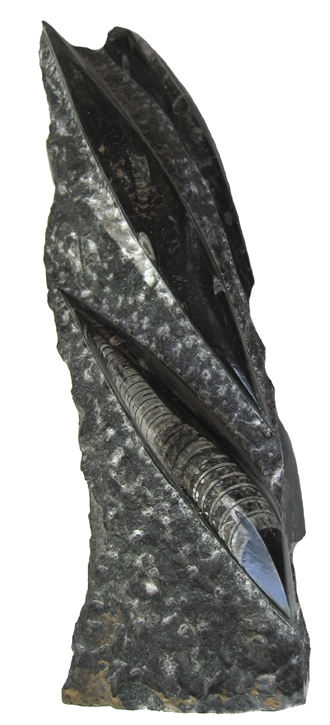 Cehpalopods