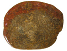 Osmunda