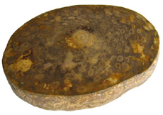 Osmunda stem