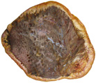 Osmunda