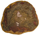 Osmunda