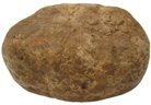 Osmunda