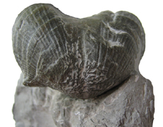 Brachiopod