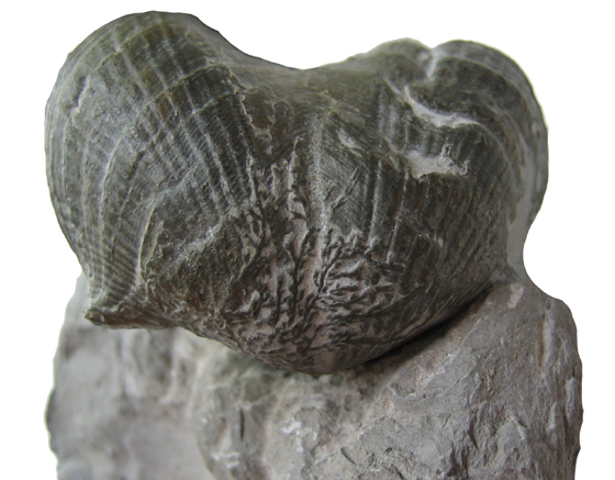 Brachiopod