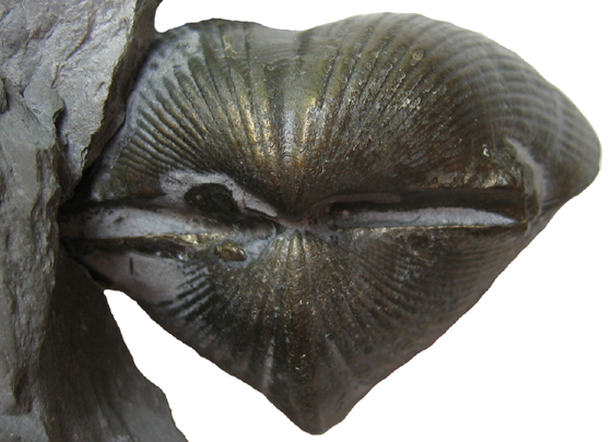 Brachiopod