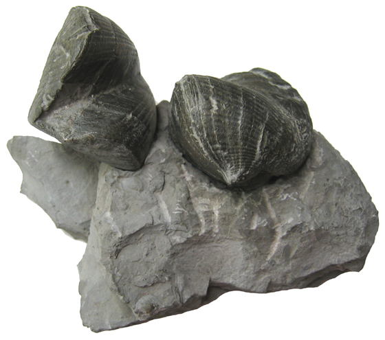 Brachiopods