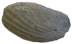 Bivlave Mollusk