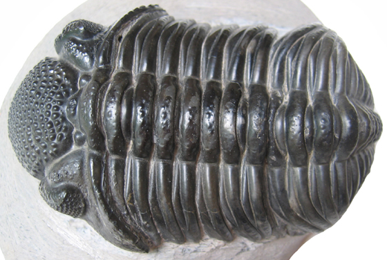 Trilobite