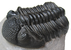 Trilobite
