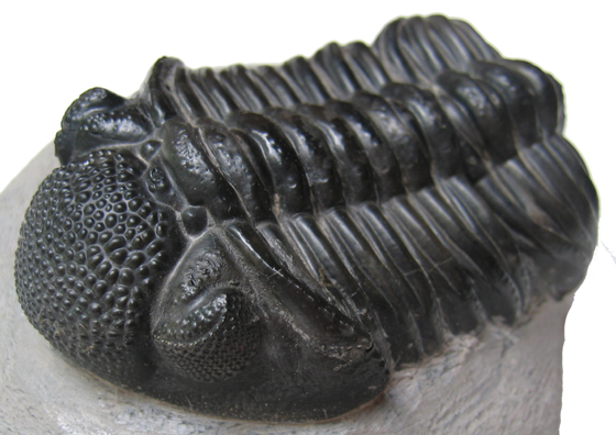 Trilobite