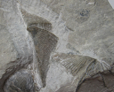 Brachiopod