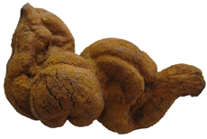 Pseudocoprolite