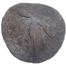 Sand Dollar