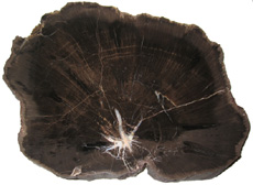 Schilderia