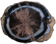 Dicot Blue Forest