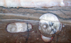 Sinoceras