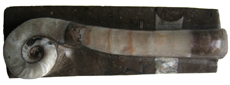 Sinoceras China