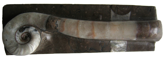 Sinoceras