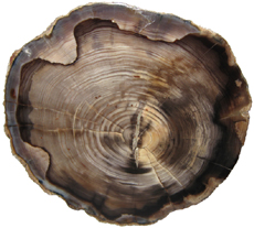 Sequoia
