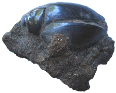 Beetle in Tar Sand