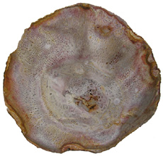 Titea