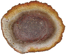 Titea