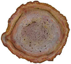Tietea