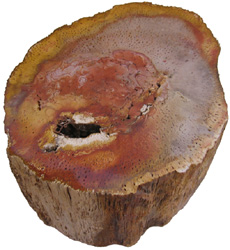 Titea Log