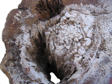 Titea Log