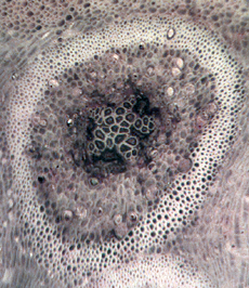 Tietea Rootlet