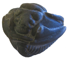 Trilobite