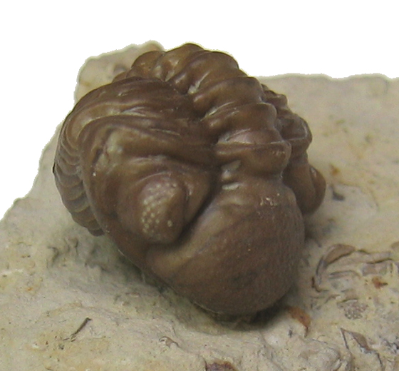Trilobite
