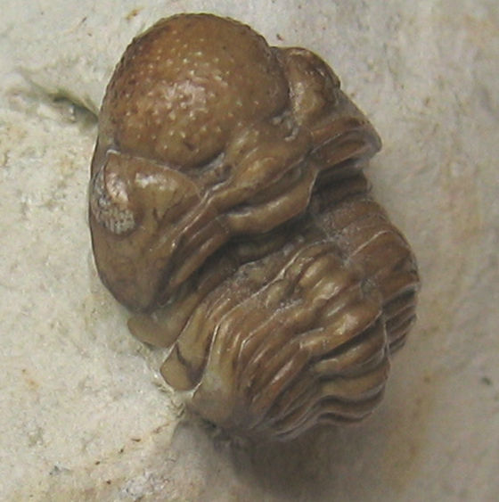Trilobite